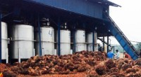 Pabrik kelapa sawit-1656129916