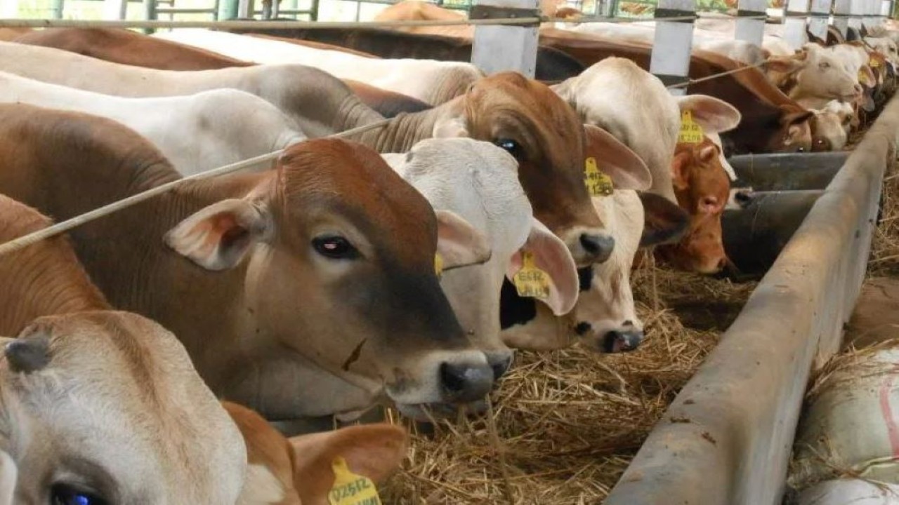 Dinas Peternakan dan Perikanan (Disnakkan) Kabupaten Boyolali, Jateng, masih menunggu dropping vaksinasi pada hewan terutama sapi untuk mencegah penyakit mulut dan kuku. (Istimewa)