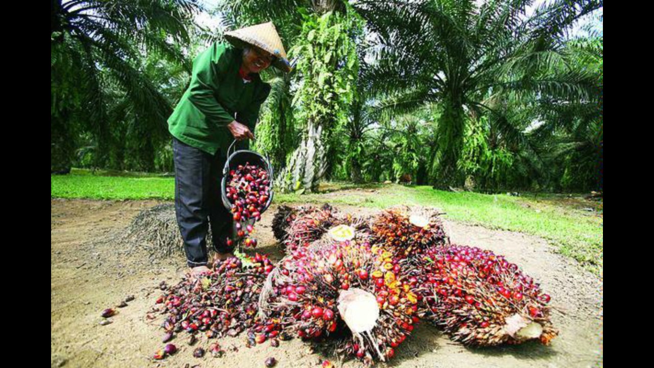 Ilustrasi petani sawit. (Bisnis)