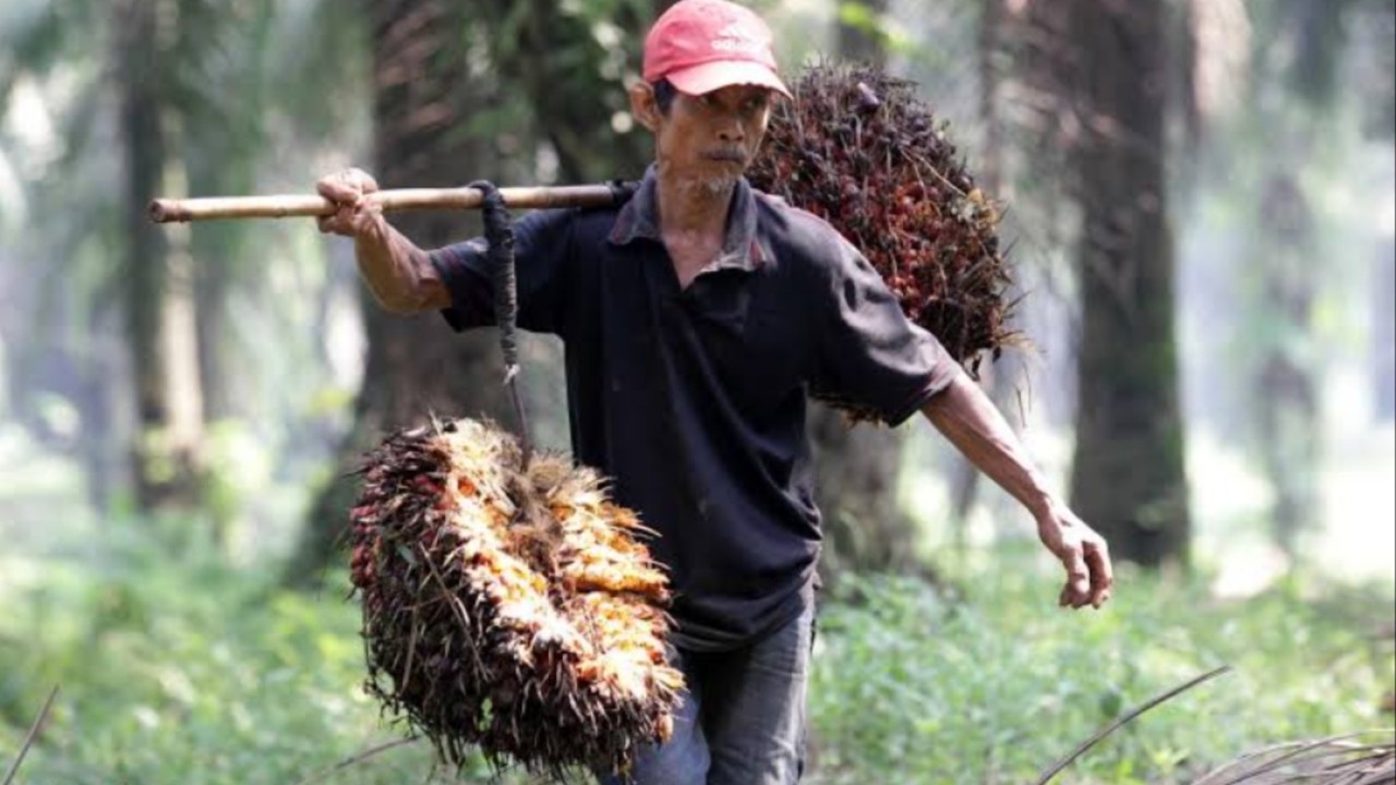 Harga Tandan Buah Segar (TBS) petani sawit swadaya sudah di bawah Rp. 1.000/Kg./net