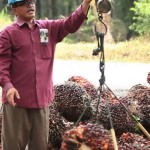 Petani sedang menimbang buah kelapa sawit-1654924774