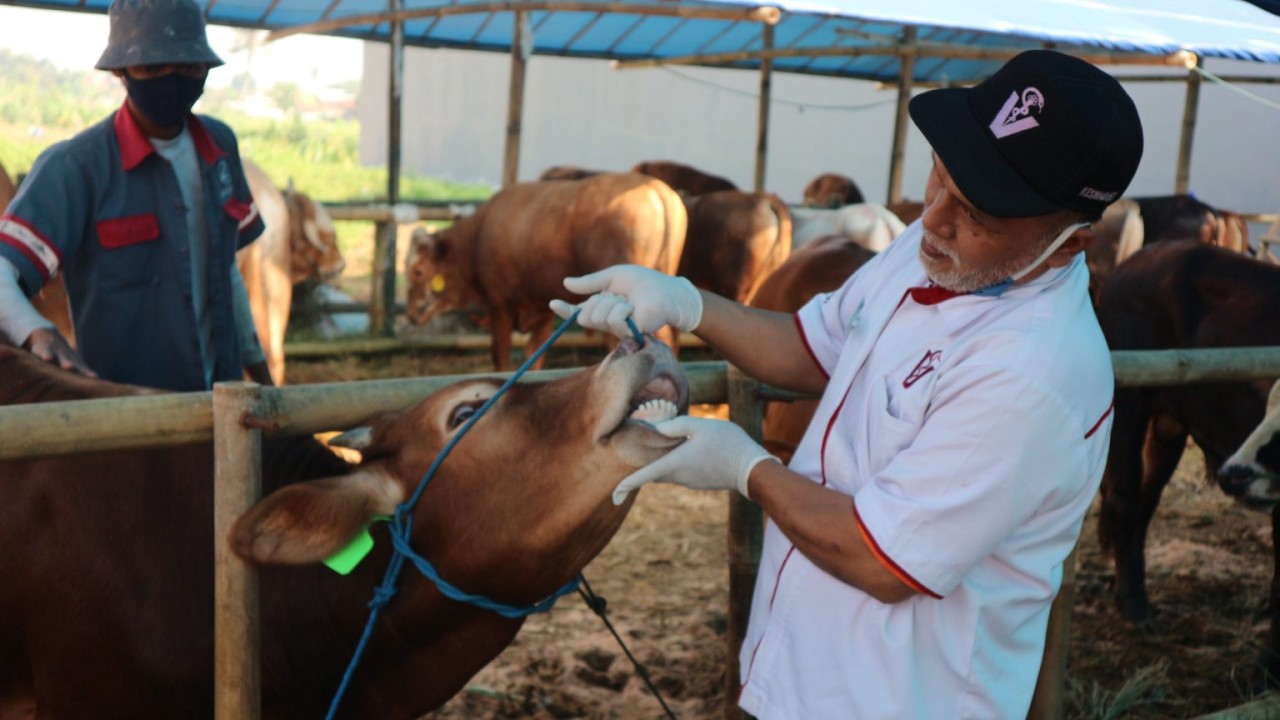 Petugas sedang memeriksa sapi yang terpapar PMK/ist