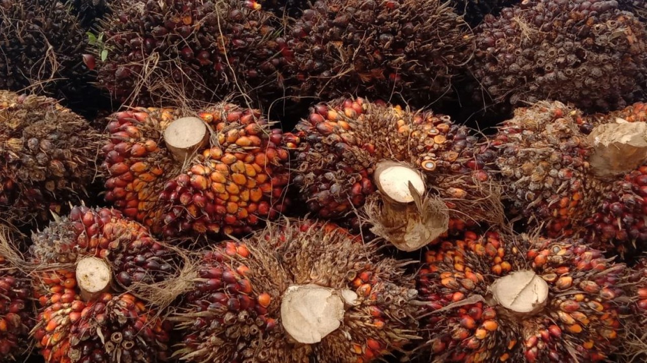 Sawit tandan buah segar atau TBS di Meubau Dua, Kecamatan Birem Bayeun, Aceh Timur. (Irman Yusuf/Naratif.id)