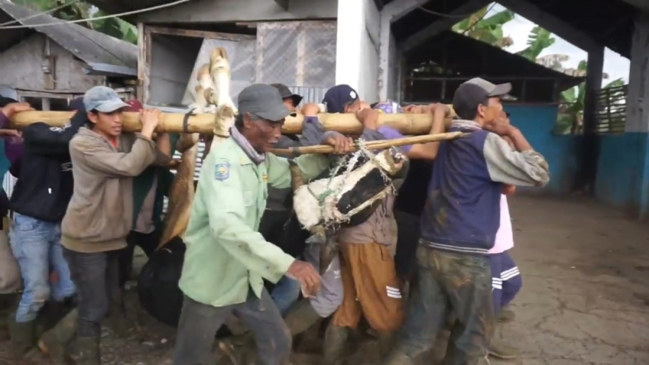 Belasan warga di Pangalengan gotong sapi yang terpapar PMK untuk dipotong. Foto: Saifal Ode