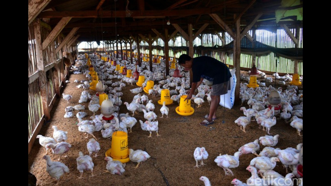 Ternak ayam. (Detikcom)