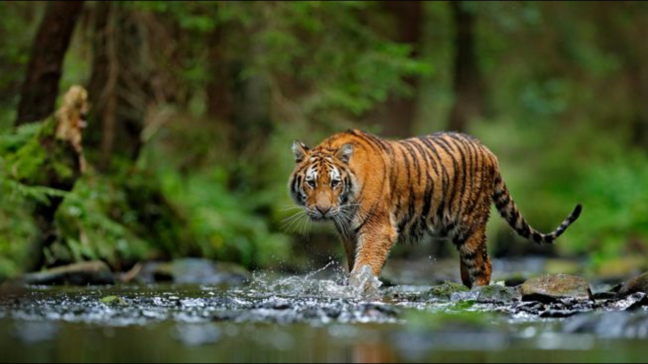 Harimau Sumatra Net