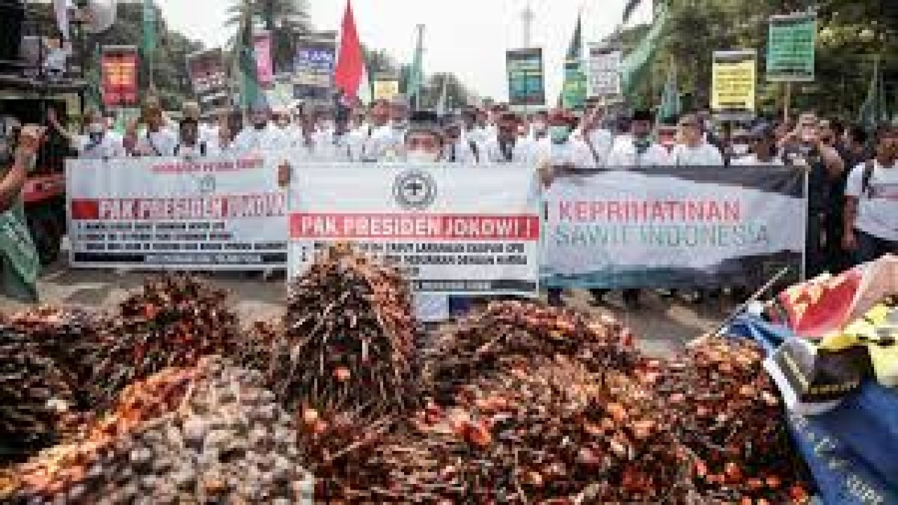 Ilustrasi demo petani sawit memprotes larangan ekspor CPO dan bahan baku minyak goreng beberapa waktu lalu/ist