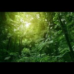 Ilustrasi hutan-1656907560