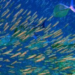 Ilustrasi kawanan ikan teri di lautan-1657035023