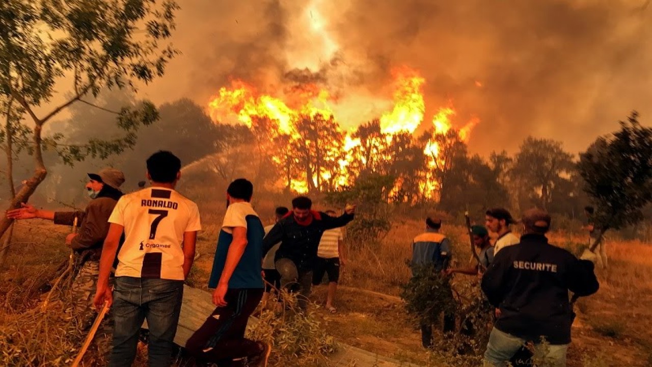 Kebakaran Hutan. Foto (Istimewa)