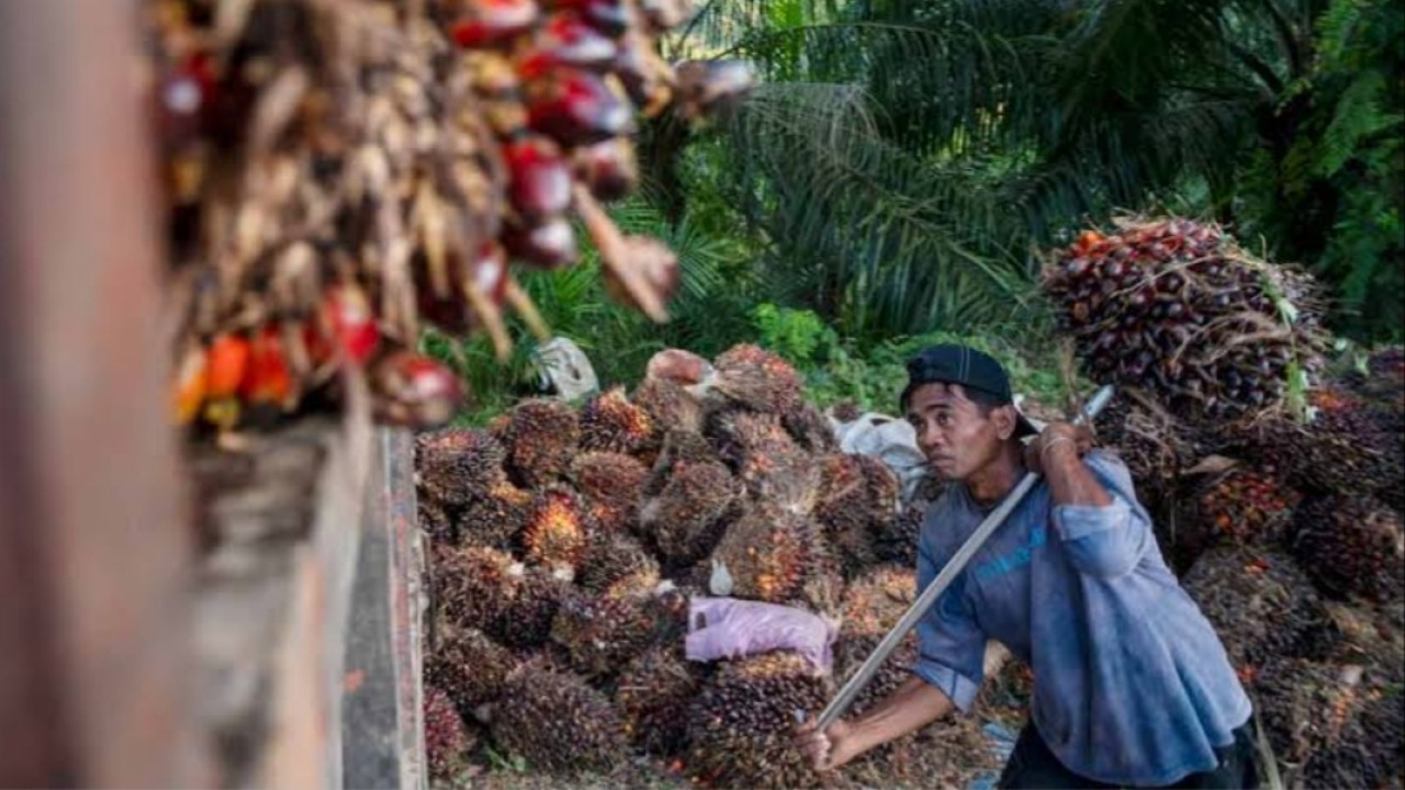 Saat ini petani dilema antara tetap panen buah sawit atau dibiarkan saja di pohon/net