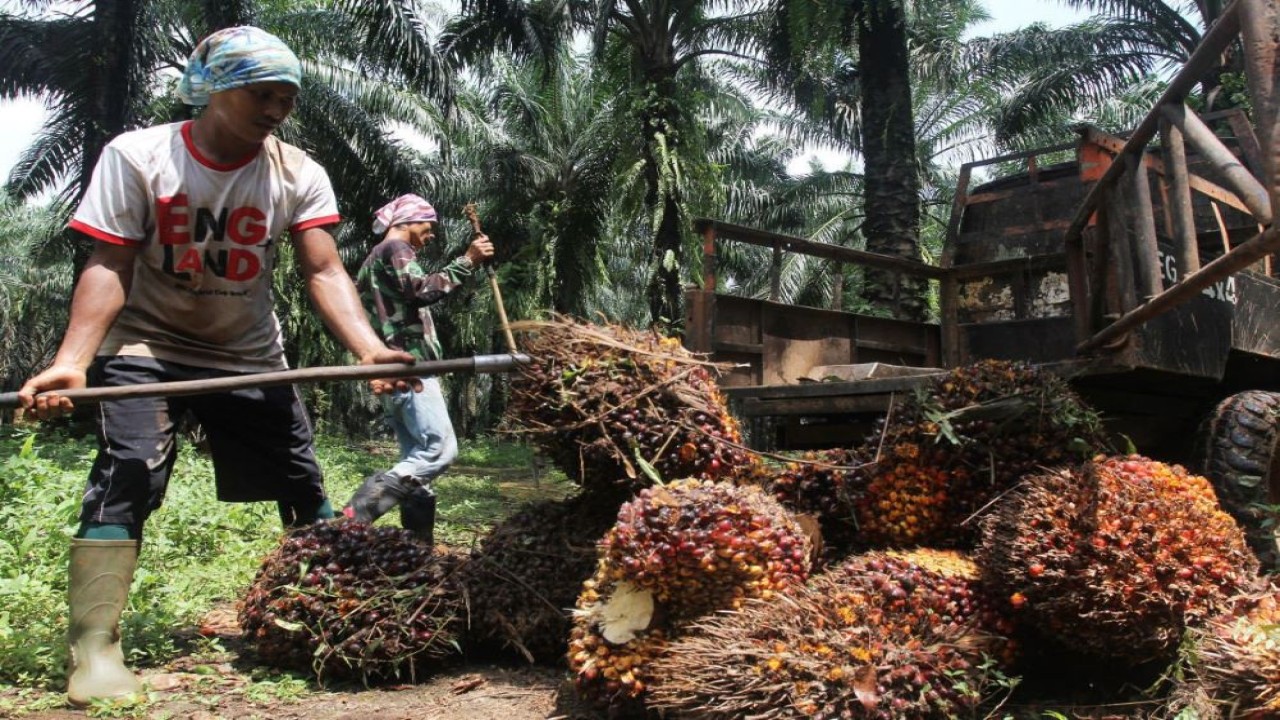 Ilustrasi. Petani kelapa sawit. (Istimewa/Net)