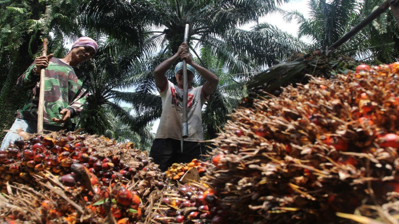 Petani kelapa sawit/ist