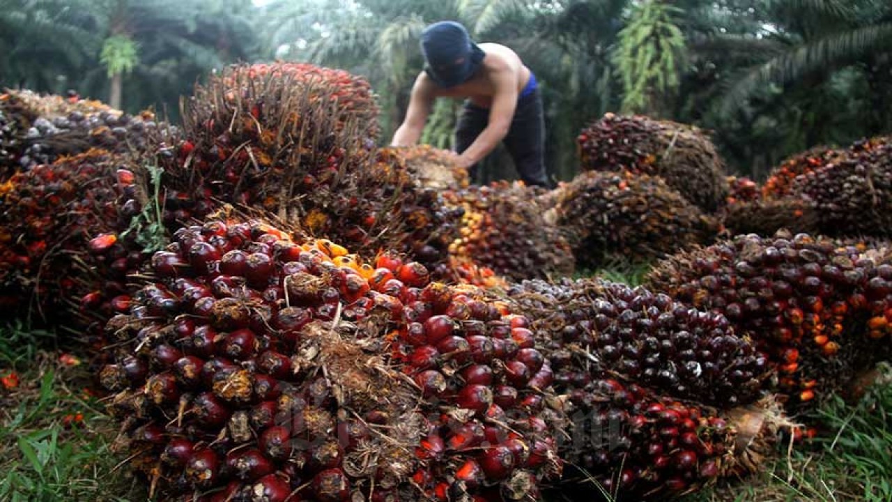 Petani sawit