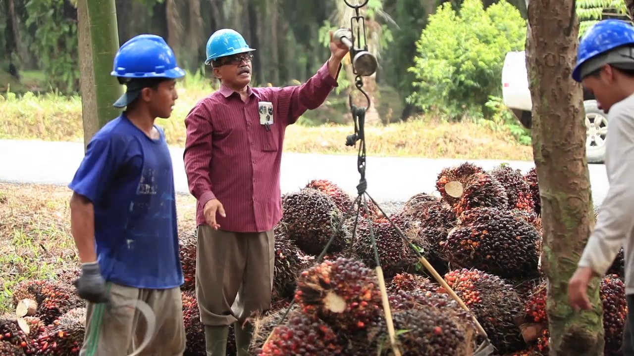 Petani sedang menimbang TBS sawit/ist