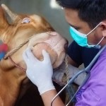 Petugas sedang memeriksa hewan ternak sapi yang diduga terjangkit PMK-1656675495