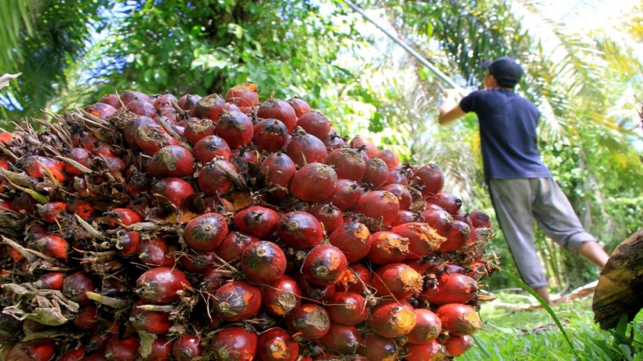 Ilustrasi Tandan Buah Segar (TBS) kelapa sawit. (Komitmen Iklim)