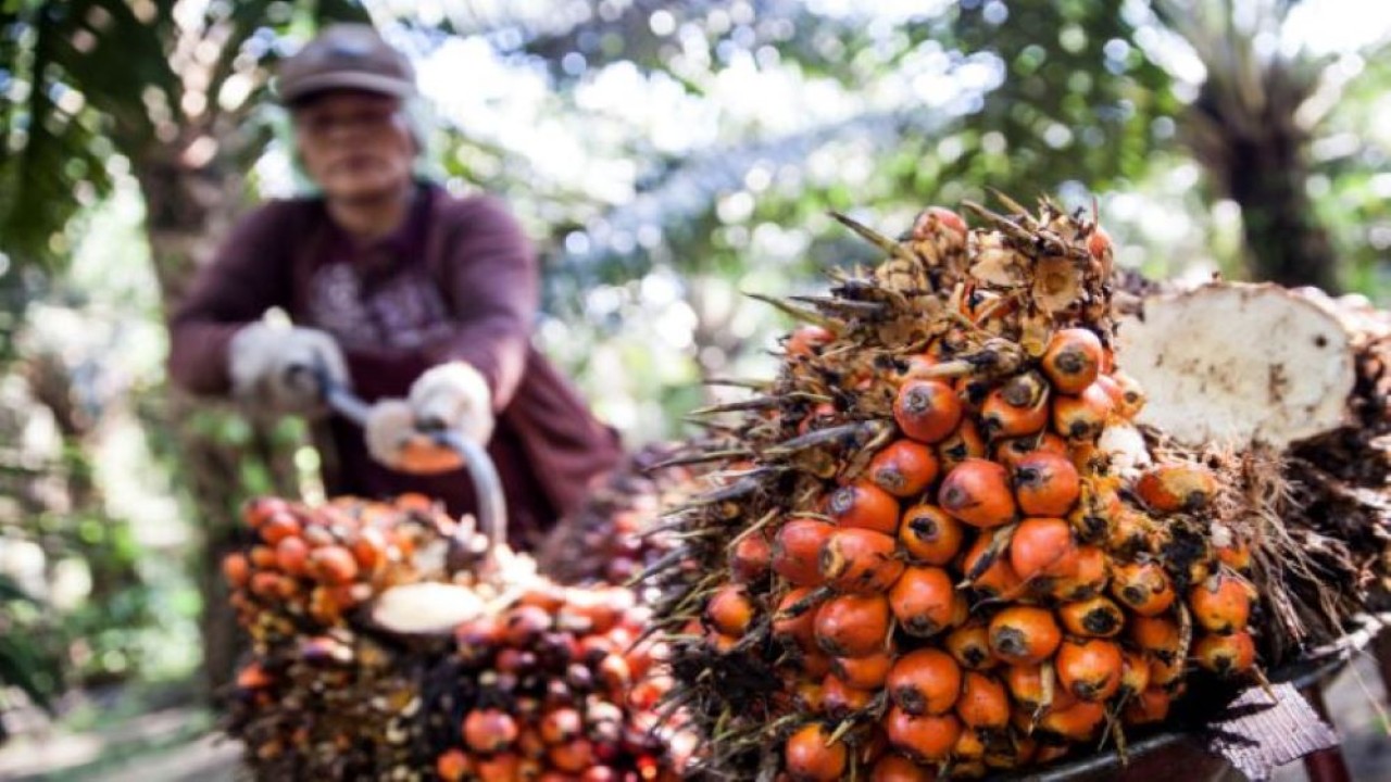 Ilustrasi tanda buah segar (TBS) kelapa sawit. (Istimewa/SPKS)