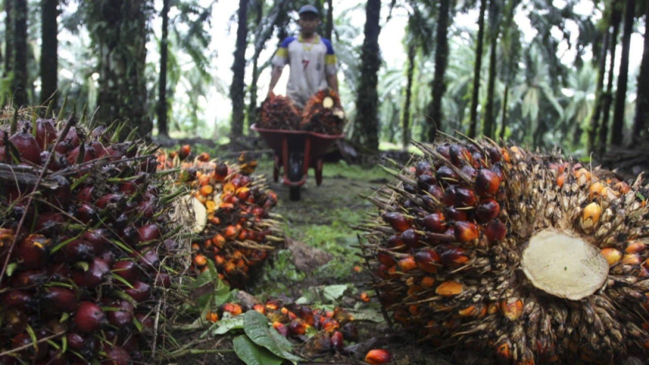 Kelapa sawit