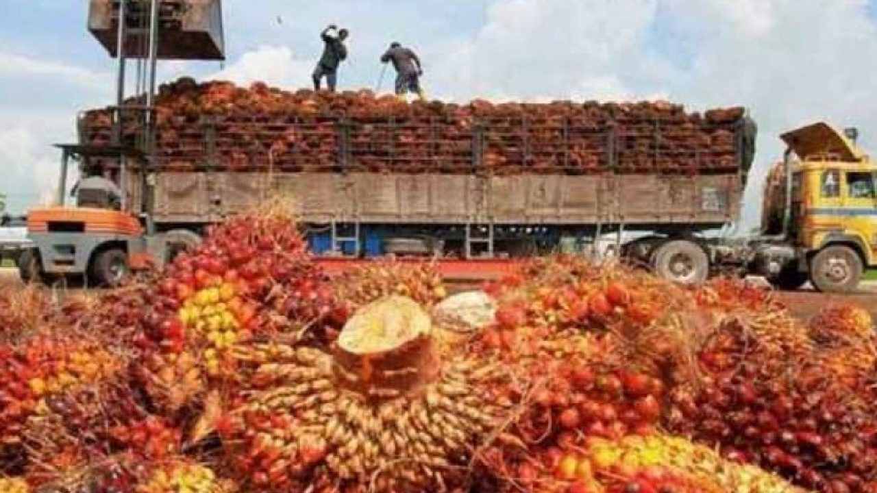 Pengangkutan buah kelapa sawit/ist