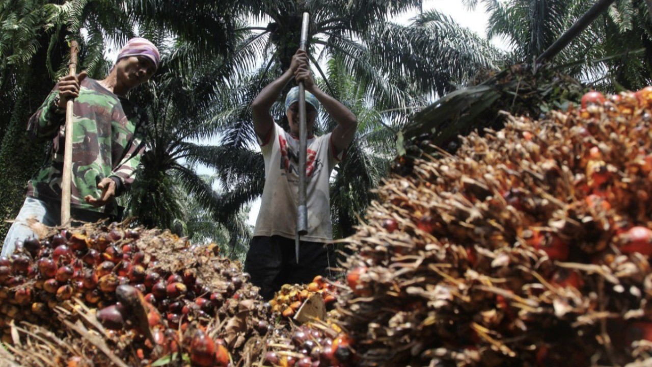 Petani sawit