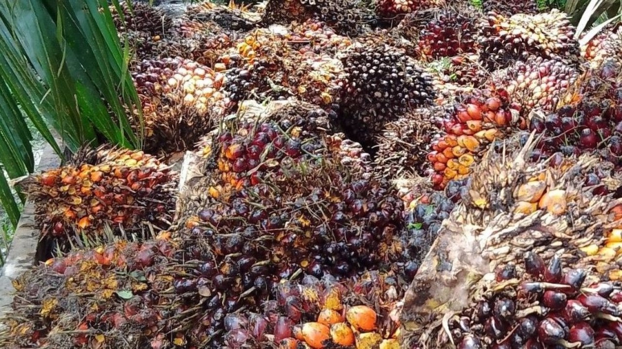 Ilustrasi. Tandan buah segar (TBS) kelapa sawit petani mandiri. (Arham Hafidh Akbar/TrendBerita.com)