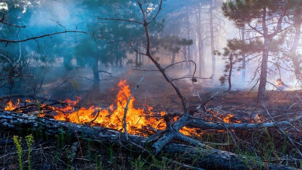 Kebakaran Hutan. Foto (Istimewa)