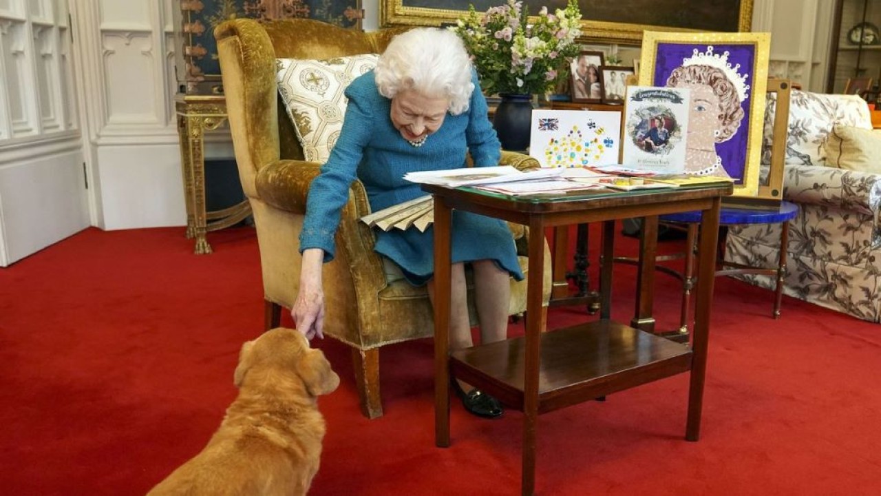 Ratu Elizabeth II bermain dengan salah satu anjingnya, seekor Dorgi bernama Candy, saat dia melihat pajangan memorabilia dari Golden dan Platinum Jubilees di Oak Room di Windsor Castle. (PA Media via Mirror)