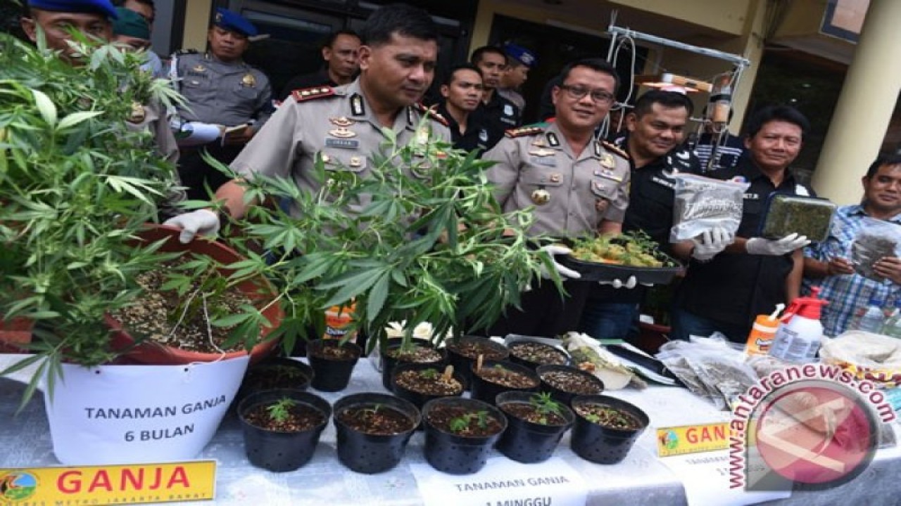 Kapolres Metro Jakarta Barat Kombes Pol Rudy Heriyanto Adi Nugroho (kedua kiri) menunjukan barang bukti ganja dalam pot serta peralatan tanam yang dilakukan di dalam salah satu unit apartemen saat gelar barang bukti di Mapolres Jakarta Barat, Rabu (27/4/2016). ANTARA FOTO/Hafidz Mubarak A