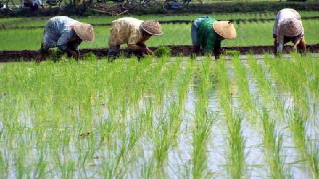 Petani sedang menanam padi. Foto (Istimewa)