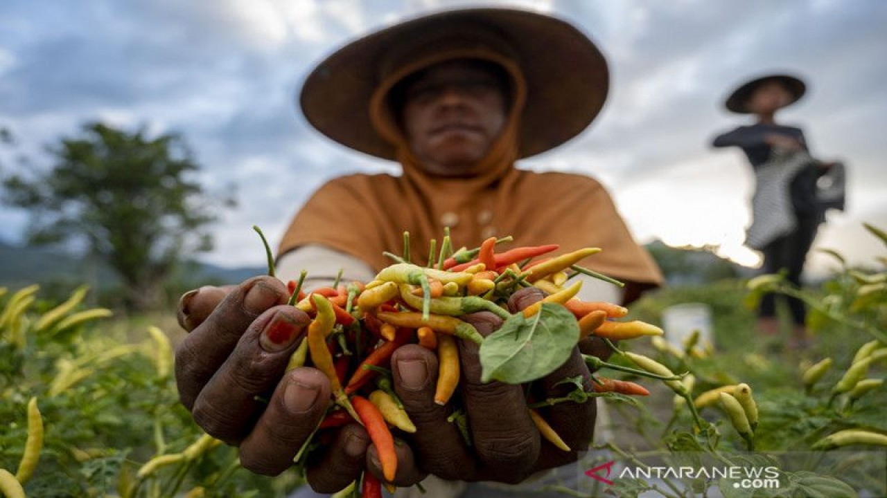 Petani menunjukkan cabai rawit yang baru saja dipanen di Desa Porame, Sigi, Sulawesi Tengah, Minggu (15/8/2021). ANTARA/Basri Marzuki