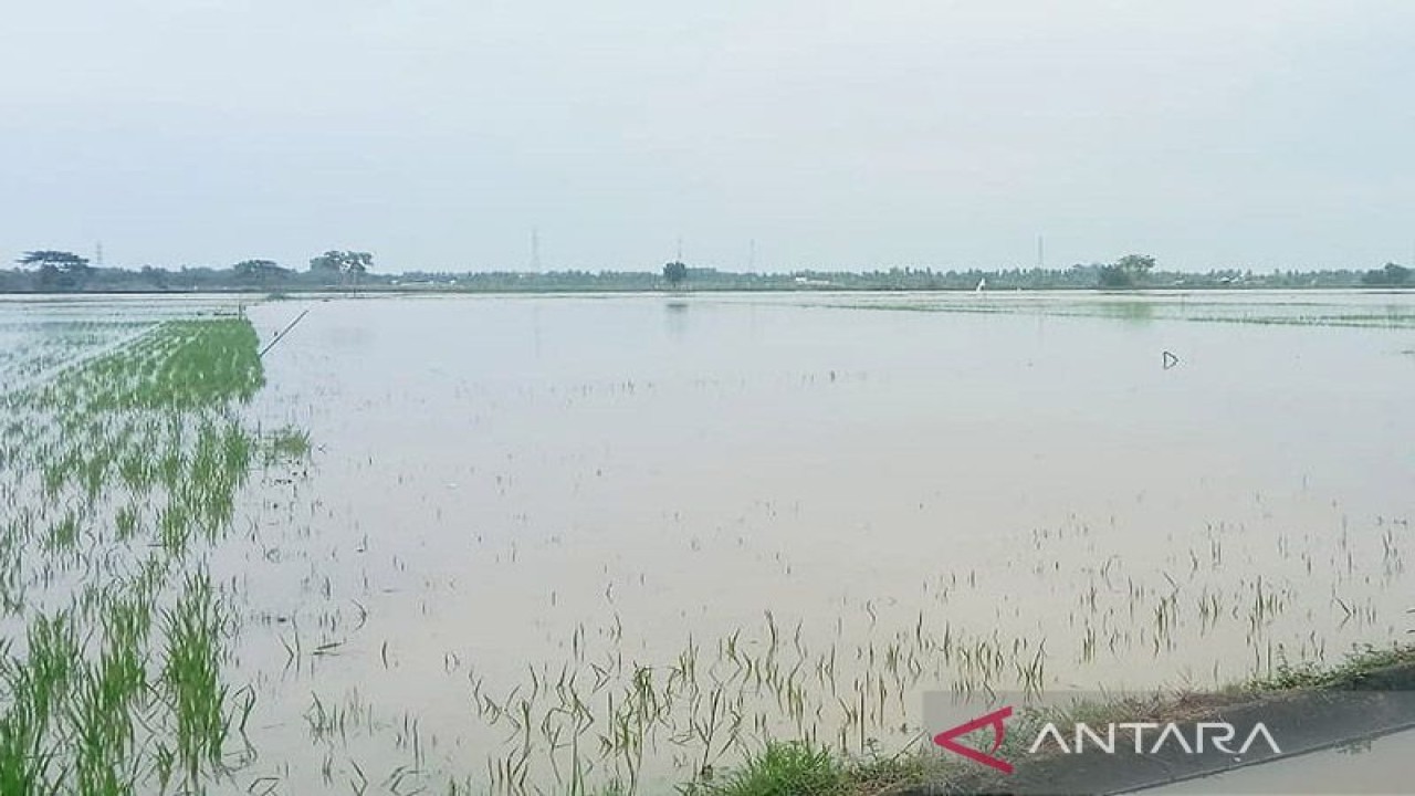 Sawah terendam banjir di Kecamatan Lhoksukon, Kabupaten Aceh Utara, Kamis (6/10/2022). ANTARA/Dedy Syahputra