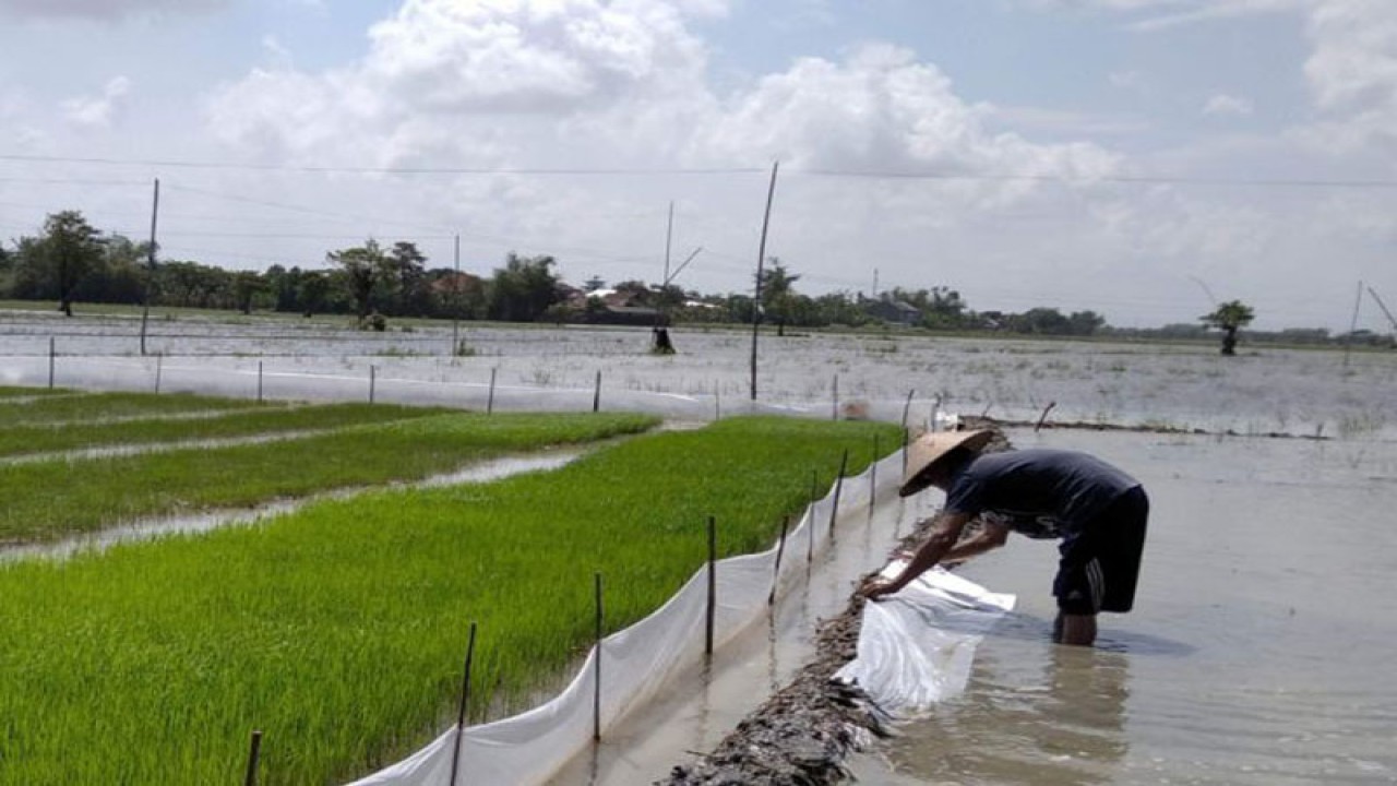 Petani di Kabupaten Kudus, Jawa Tengah, mengecek tanggul yang digunakan untuk persemaian bibit tanaman padi sebelum ditanam. Namun, lahannya tengah tergenang banjir. ANTARA/Akhmad Nazaruddin Lathif.