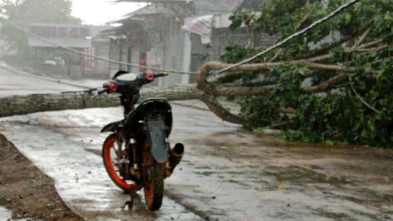 Angin kencang merobohkan pohon di tepi Jalan Iskandar, Kota Sampit, Kabupaten Kotawaringin Timur, Provinsi Kalimantan Tengah, Jumat (18/11/2022). (Dokumentasi Warga)