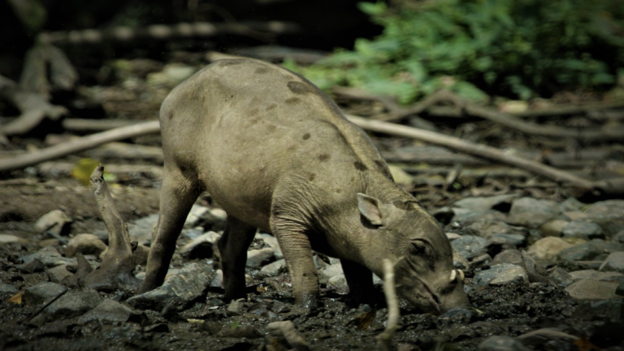 Hewan endemik Sulawesi, Babirusa (Babyrousa celebensis) yang hidup di Suaka Margasatwa Nantu. (ANTARA/Debby-Mano)