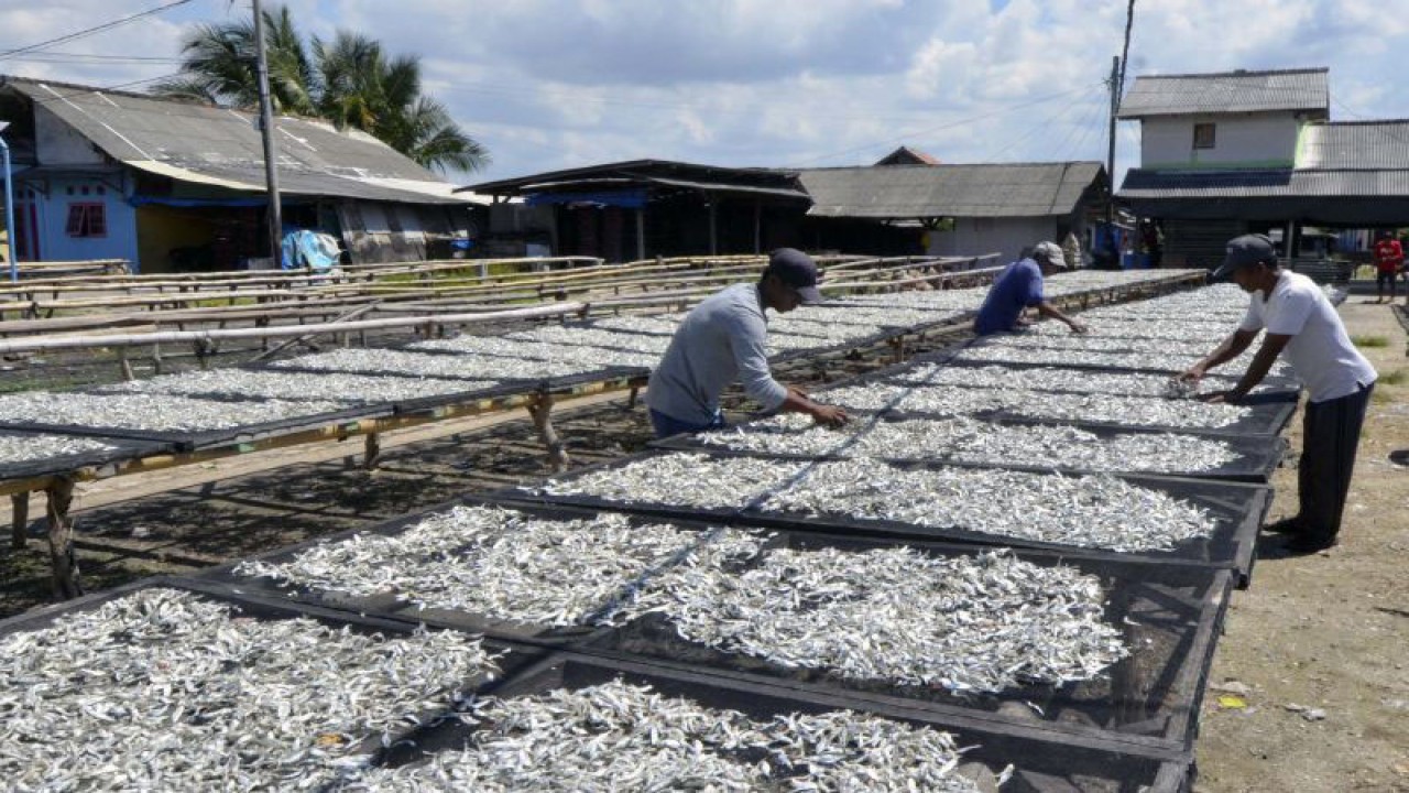 Arsip Foto. Pekerja menjemur ikan asin di pusat Industri pengolahan teri Pulau Pasaran, Bandar Lampung, Lampung, Sabtu (8/1/2022). (ANTARA FOTO/ARDIANSYAH)