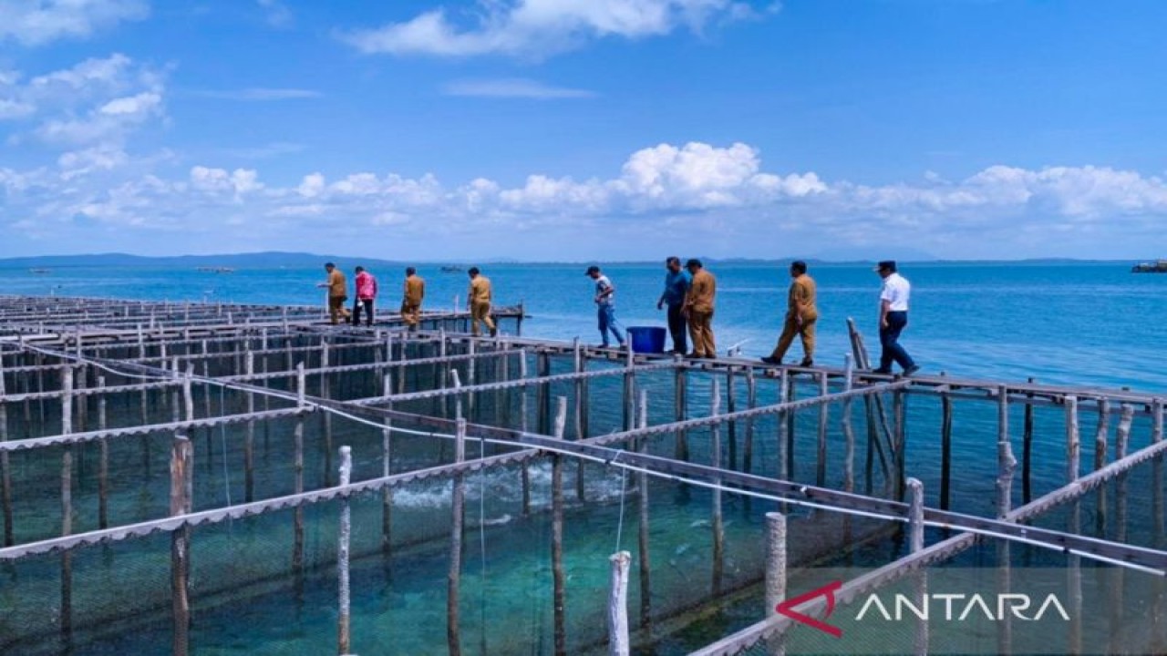 Deputi Direktur – Kepala Perwakilan BI Provinsi Kepulauan Riau, Musni Hardi K Atmaja dan Bupati Natuna, Wan Siswandi saat meninjau usaha pembesaran ikan napolion milik pengusaha di Sedanau, Natuna, Kepri, Selasa (22/11/2022). ANTARA/Cherman.