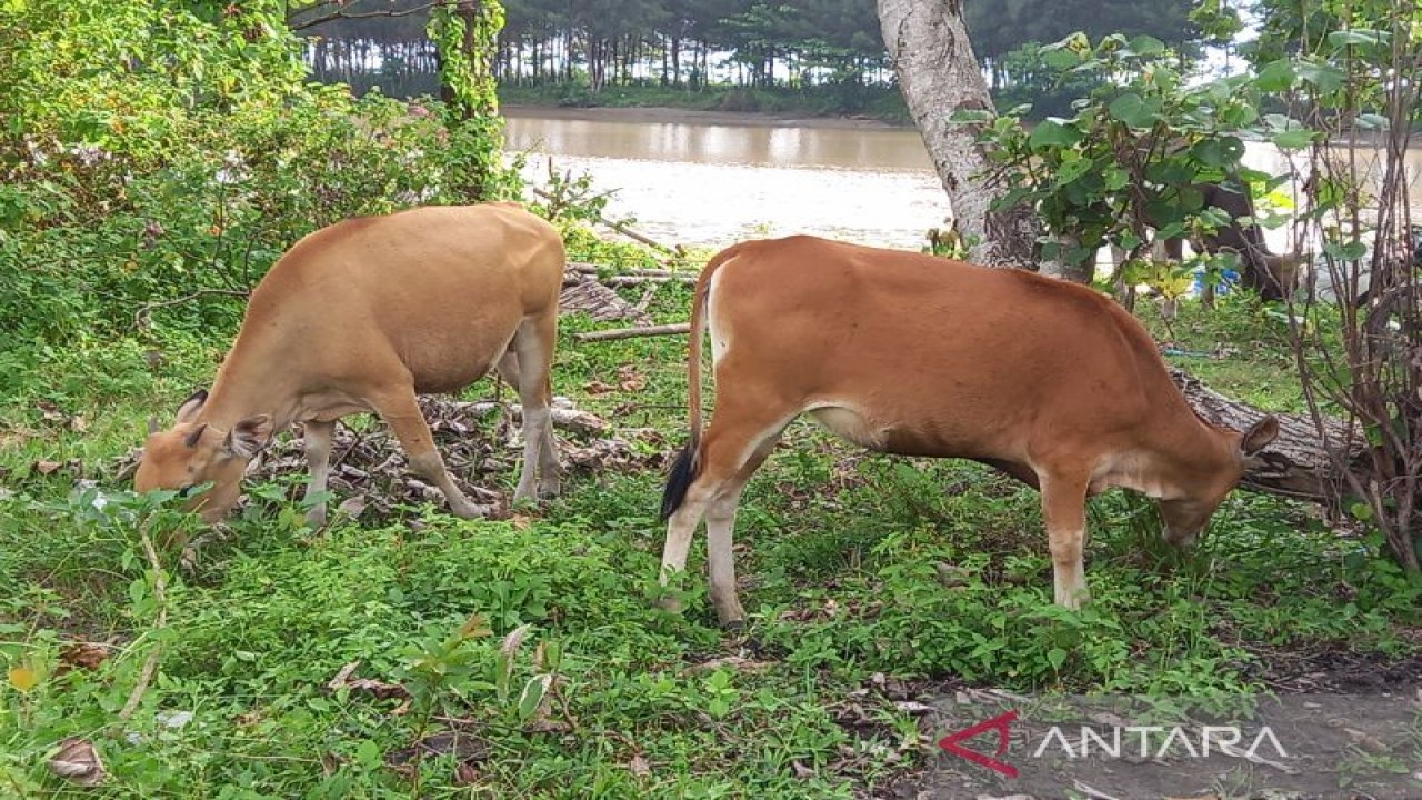 Pemerintah Provinsi Bengkulu masih memperketat kedatangan hewan ternak dari luar wilayah dengan melakukan pemeriksaan surat keterangan sehat. ANTARA/Anggi Mayasari