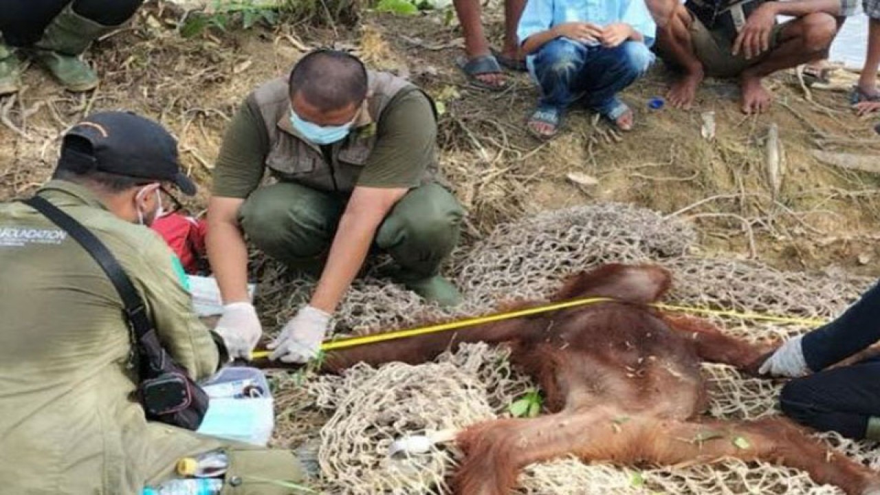 Individu anak orang utan yang berhasil diamankan oleh tim dari SKW II Pangkalan Bun dan OF-UK di Kabupaten Seruyan, Kalimantan Tengah. (ANTARA/HO- BKSDA SKW II Pangkalan Bun)