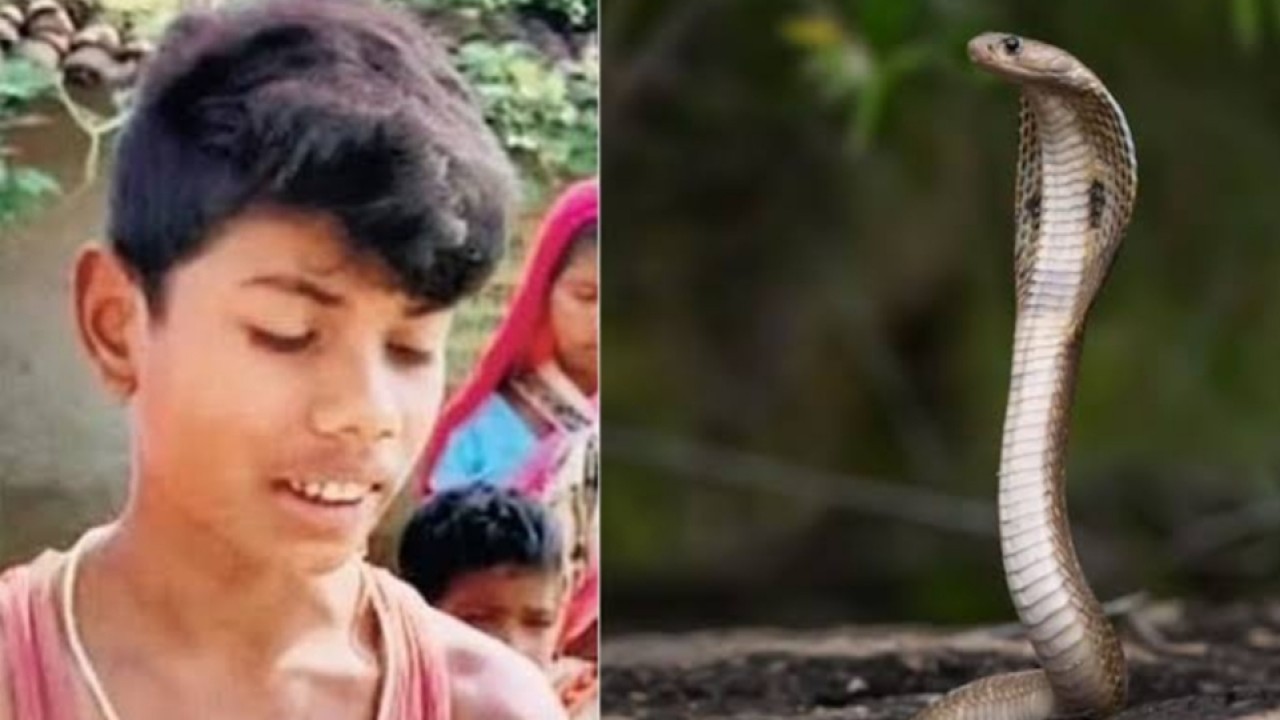Deepak bocah India yang gigit ular sampai mati/net