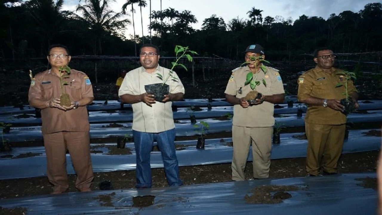 Bupati Biak Herry A.Naap bersama pimpinan organisasi perangkat daerah turun langsung melakukan tanam sejuta bibit cabai di kebun. ANTARA/HO-Subag Humas)