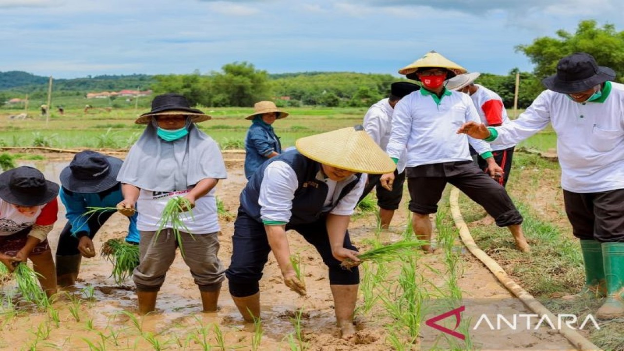 Bupati Pamekasan, Mdura, Jatim, Baddrut Tamam melakukan penanaman padi (FOTO ANTARA/Abd. Aziz)