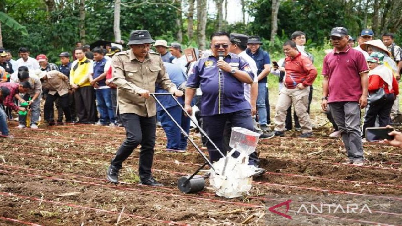 Bupati Solok Selatan Khairunas menanam sorgum. (ANTARA/HO-Diskominfo Solok Selatan)