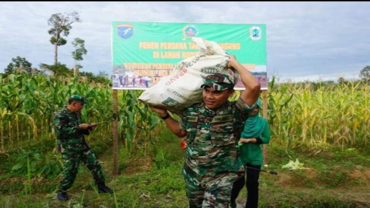 Dandim 1206 Putussibau Letkol Inf Sri Widodo melakukan panen jagung di lahan Desa Sibau Hulu Kecamatan Putussibau Utara binaan Kodim 1206 Putussibau sebagai wujud memperkuat ketahanan pangan. ANTARA/HO-Pendim 1206 Putussibau. (Teofilusianto Timotius)