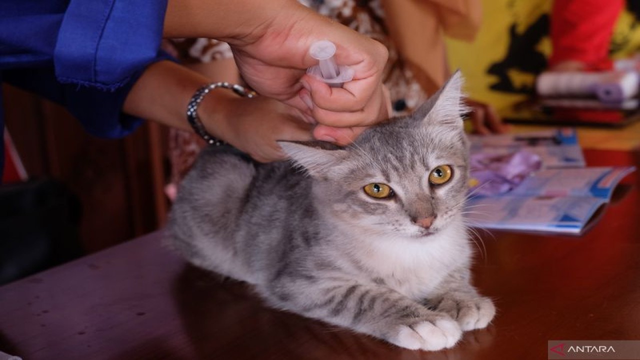 Dokter hewan menyuntikkan vaksin rabies pada seekor kucing di Kadipiro, Solo, Jawa Tengah, Rabu (26/10/2022). Dinas Ketahanan Pangan dan Pertanian (DKPP) Kota Solo menggelar vaksinasi rabies gratis bagi hewan peliharaan seperti kucing, anjing dan monyet guna mencegah terjadinya penyakit rabies pada hewan peliharan warga di Kota Solo.ANTARA FOTO/Maulana Surya/rwa