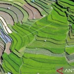 Foto udara area pesawahan di Kota Padangpanjang, Sumatera Barat-1667620950