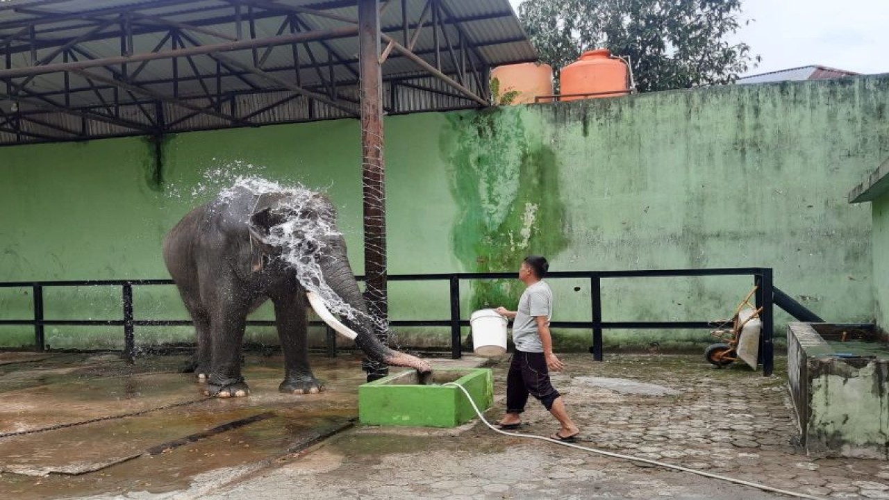 Gajah sumatra bernama Alfa (40) di Kebun Binatang Taman Rimba Jambi.(ANTARA/Nanang Mairiadi)