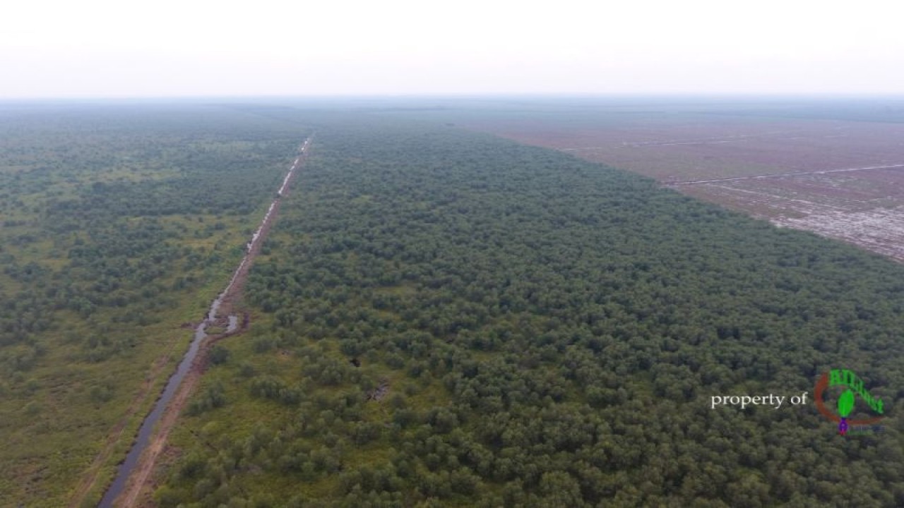 Hutan yang ada di Provinsi Jambi.(ANTARA/HO/Ist)