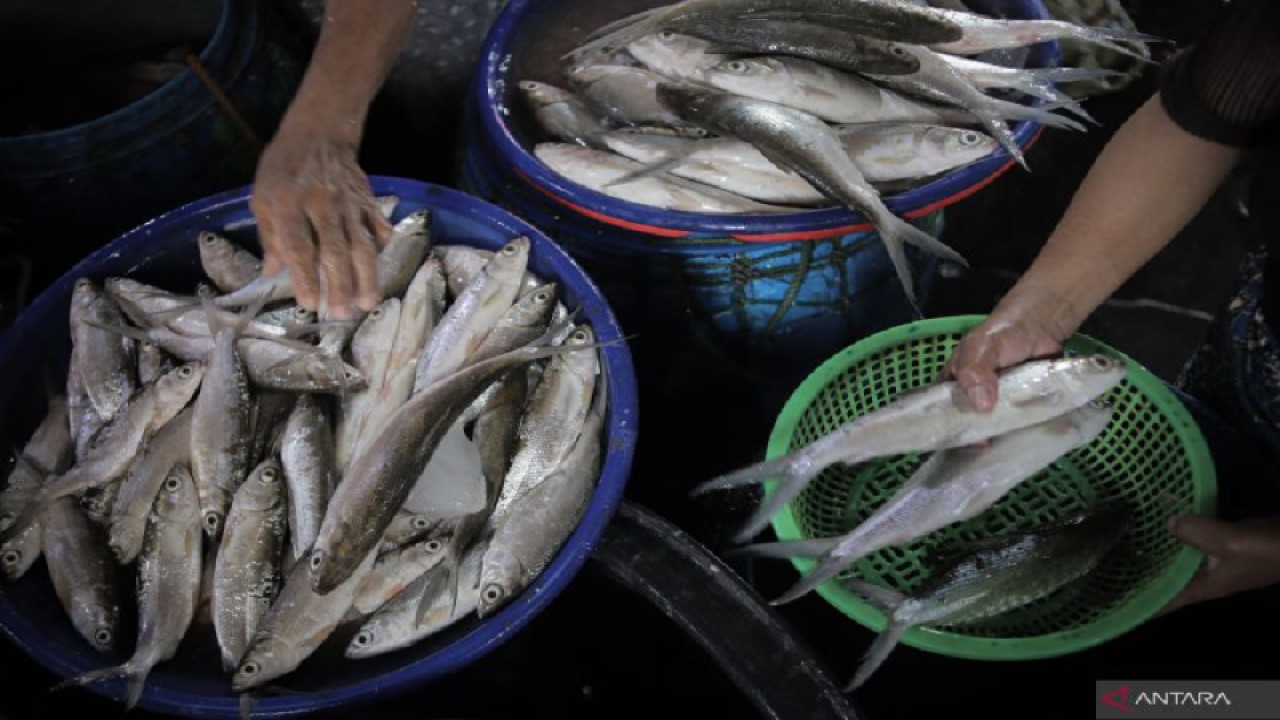 Ikan bandeng (ANTARA/Rizal)