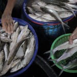 Ikan bandeng (ANTARA/Rizal)-1668477949